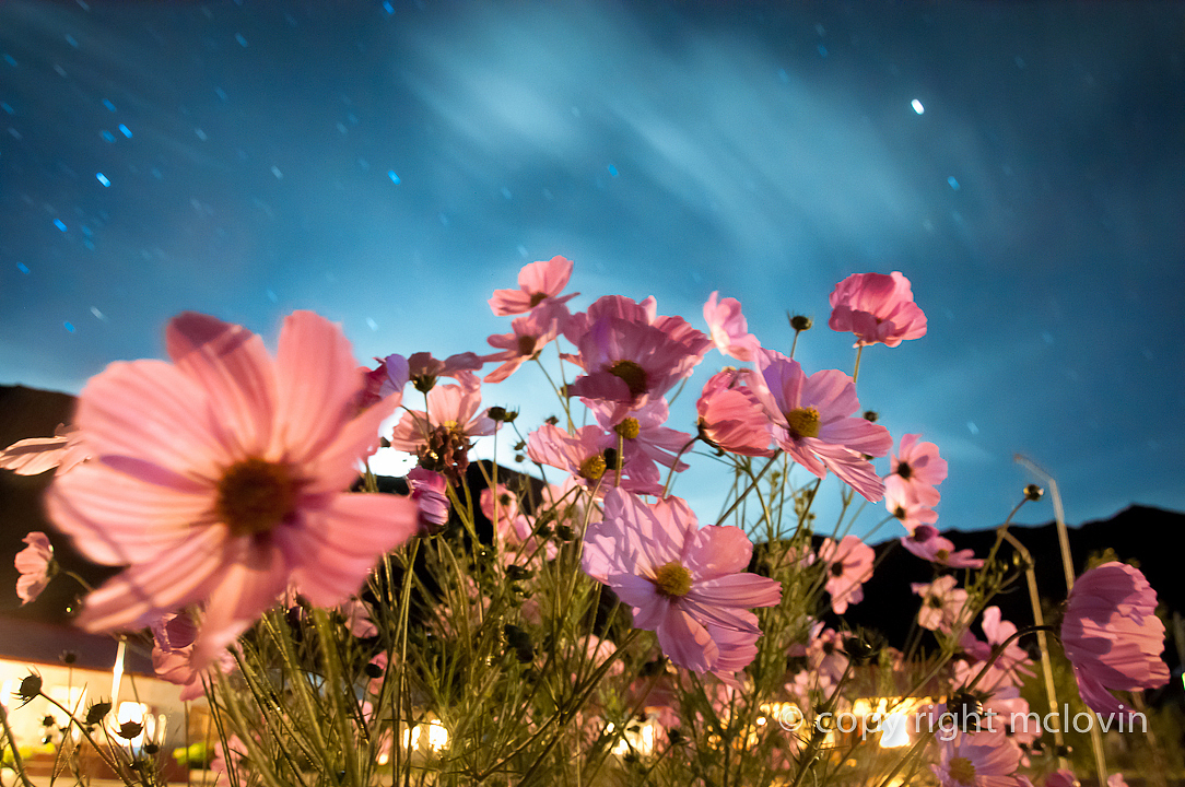星空下的格桑梅朵cosmos bipinnatus in tibet(图ZOTczMzA2MA==) - 风光摄影 - 站酷设计师mclovin原创素材 - 站酷ZCOOL