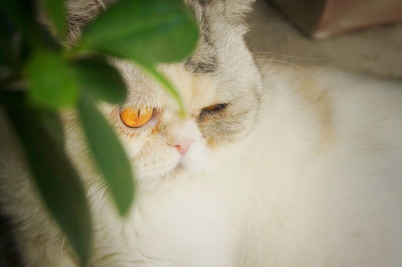 家有萌猫（图ZNTg1OTkyNzI=） - 宠物摄影 - 站酷设计师萌小可原创素材 - 站酷ZCOOL