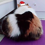 白衣苍狗的头像