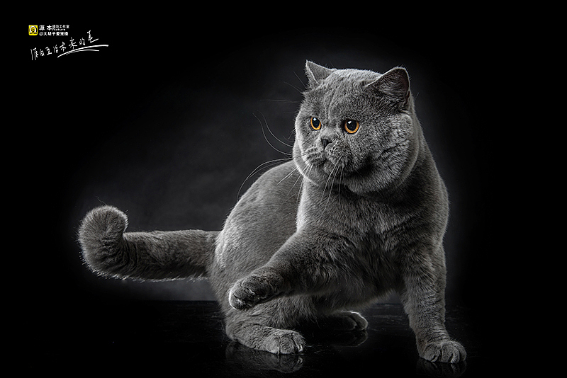 可以叫他 “墩墩”（图ZMjg2MTU5NjA=） - 宠物摄影 - 站酷设计师naturephoto原创素材 - 站酷ZCOOL