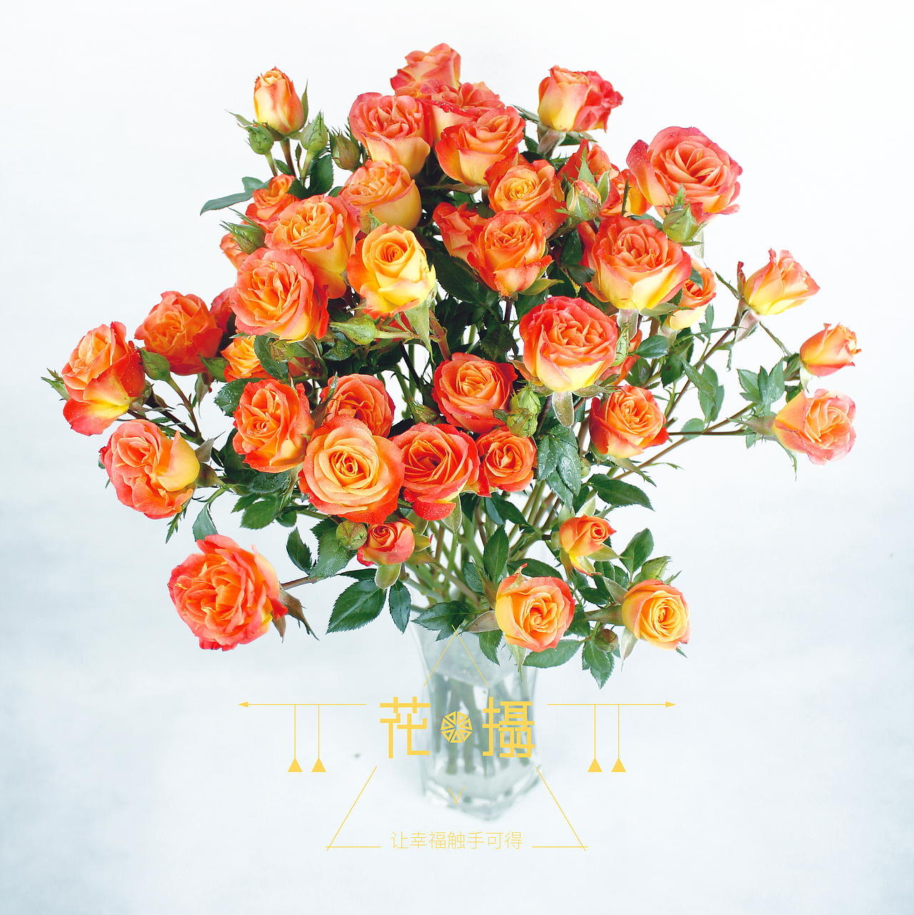 花.摄(一)