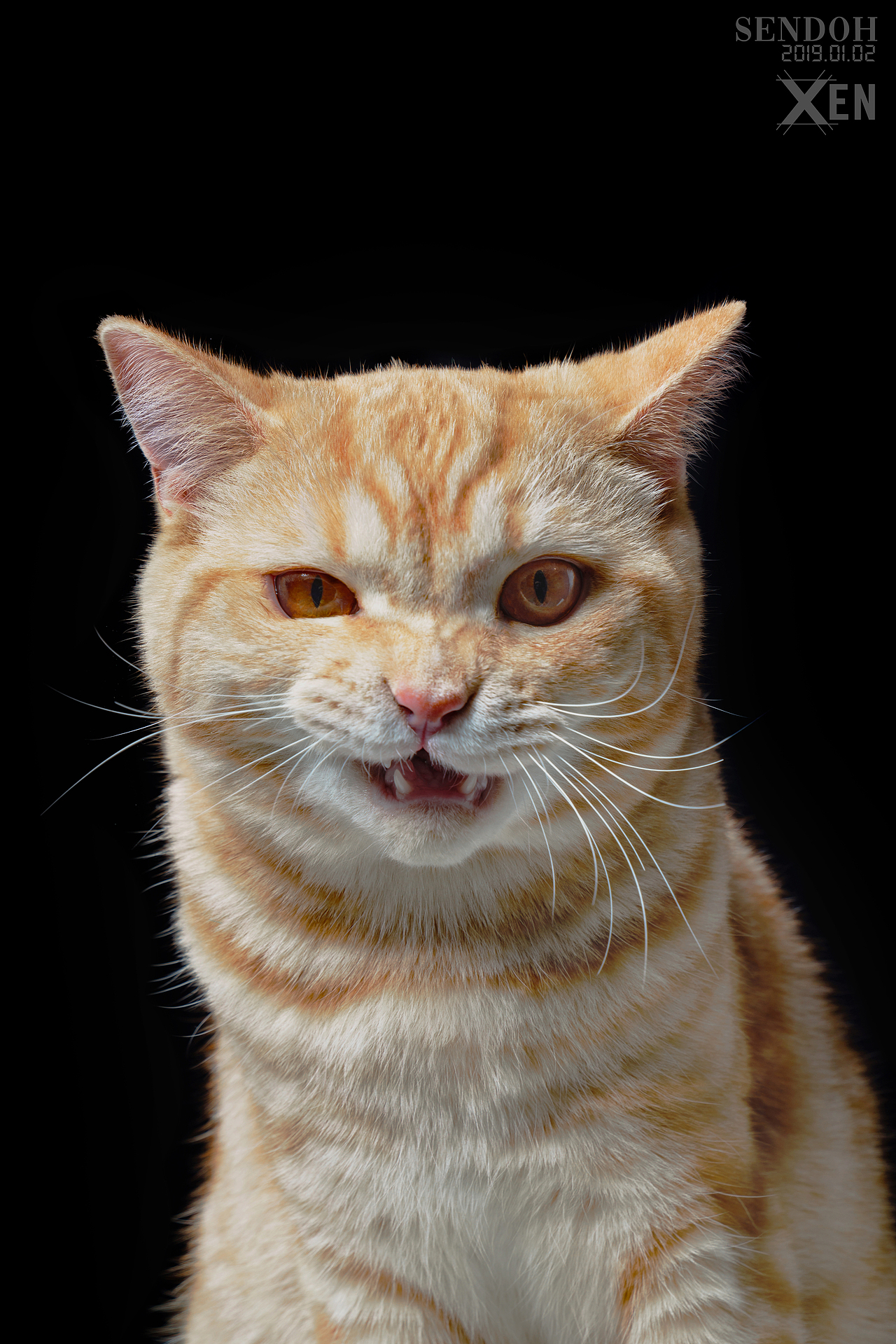 #拍喵党 虎斑猫+平价练手影棚出租