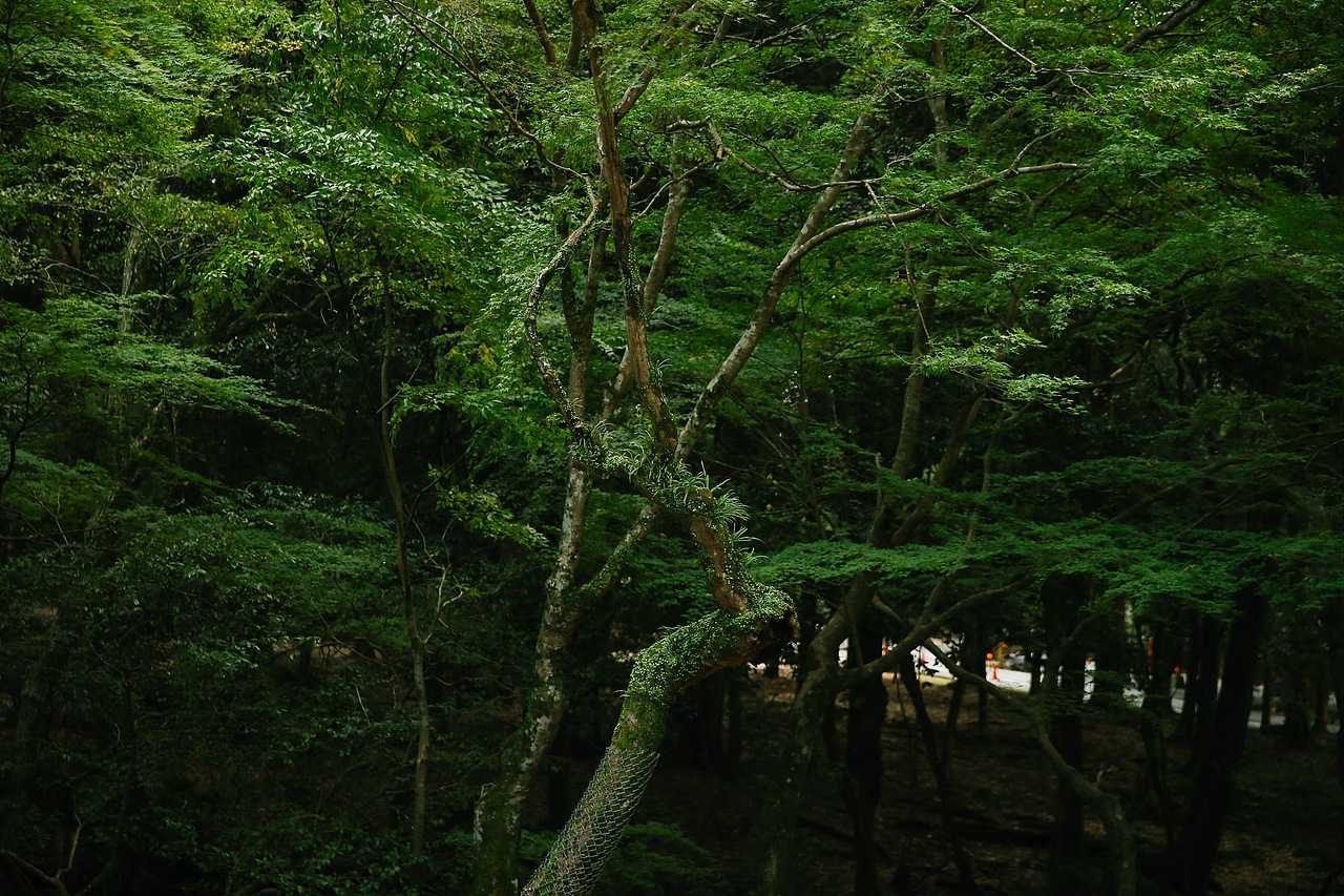 关于京都 奈良 镰仓的记忆
