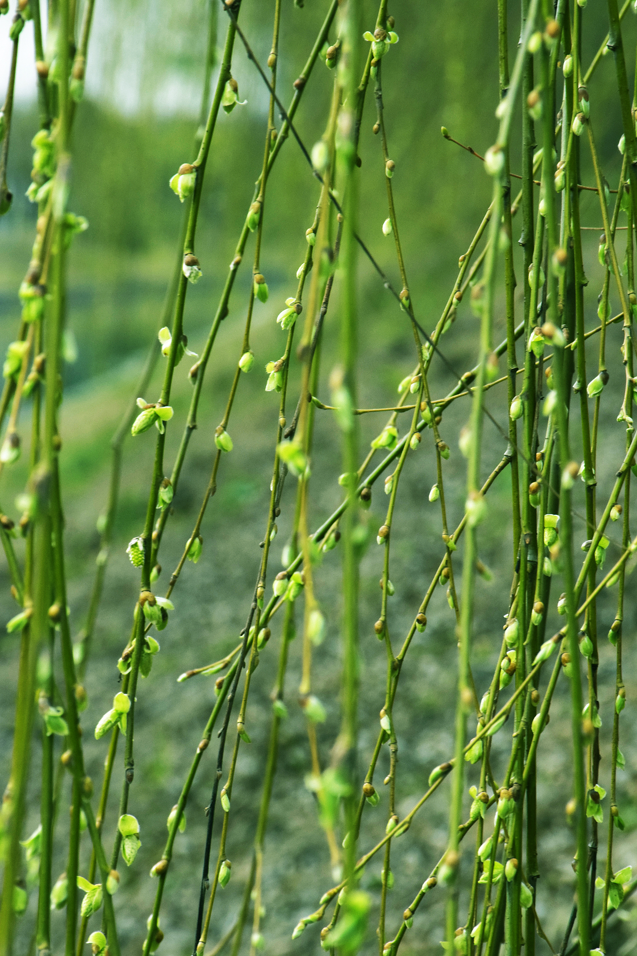 江南柳绿（图ZMTk3NDc3ODA4） - 风光摄影 - 站酷设计师Z03188214原创素材 - 站酷ZCOOL