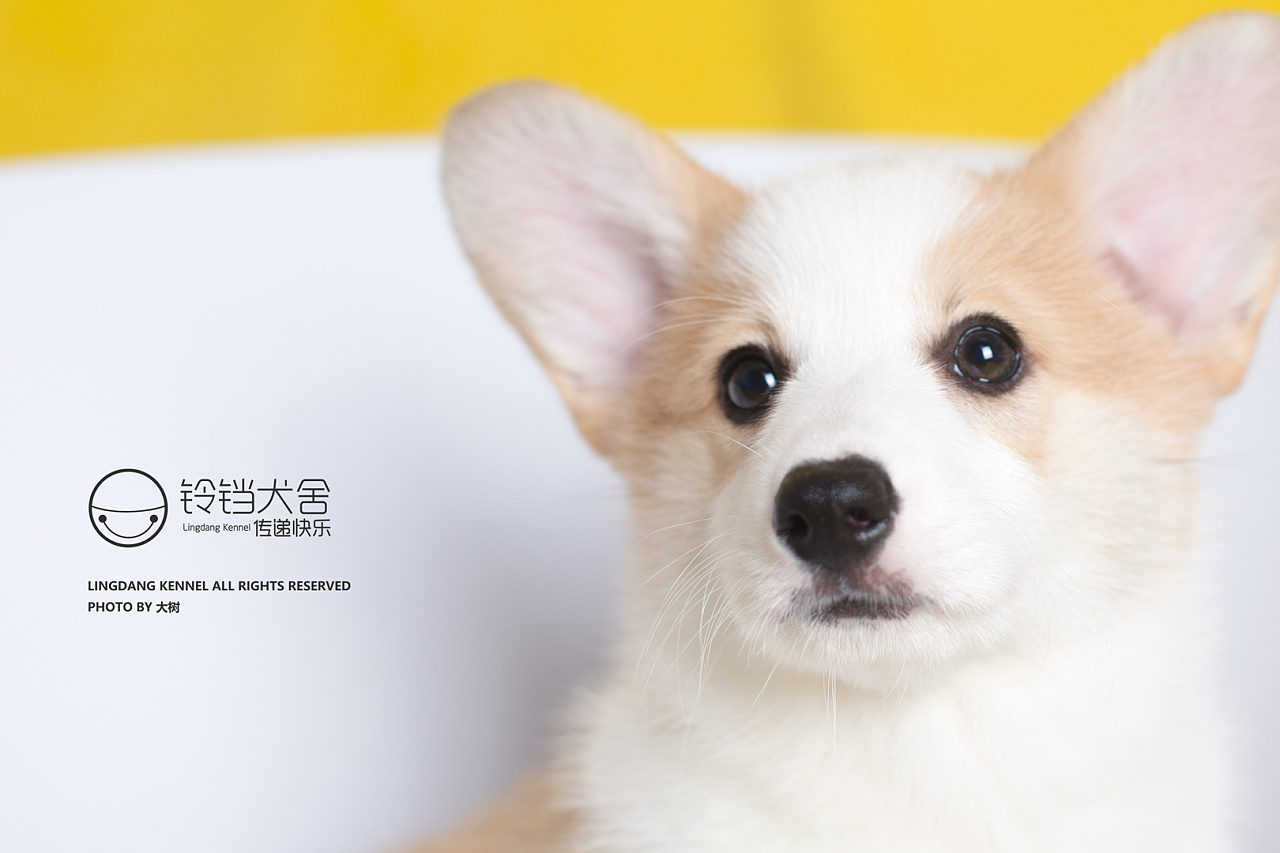威尔士柯基犬侧视图，小狗，草 640x960 iPhone 4/4S 壁纸，图片，背景，照片