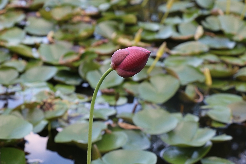 荷（图ZMTIwODg5NDQ0） - 风光摄影 - 站酷设计师CNLILY原创素材 - 站酷ZCOOL