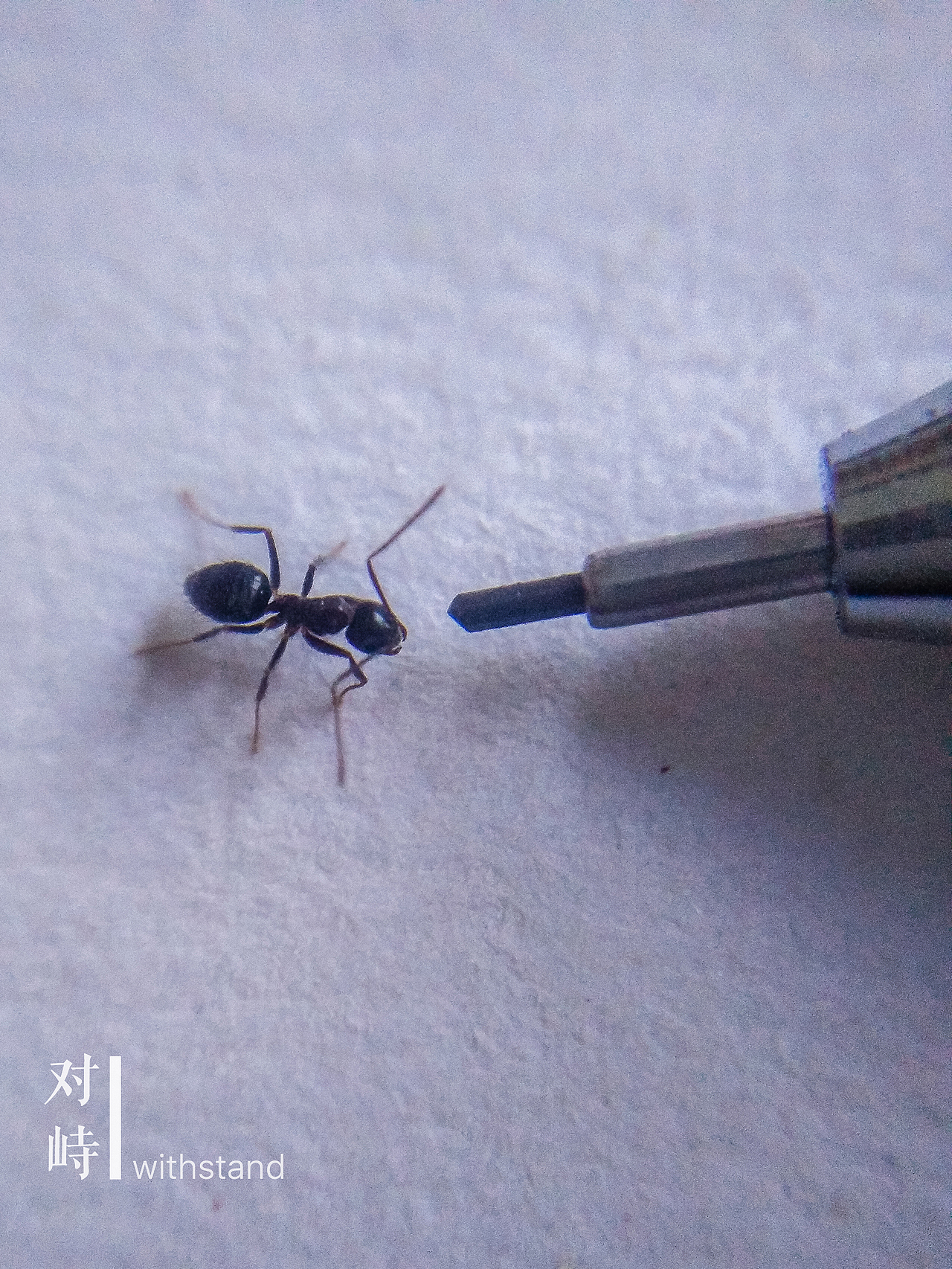 微世界——手机摄影【第一期】（图ZNTk1NzIyNDQ=） - 修图/后期 - 站酷设计师tctong原创素材 - 站酷ZCOOL