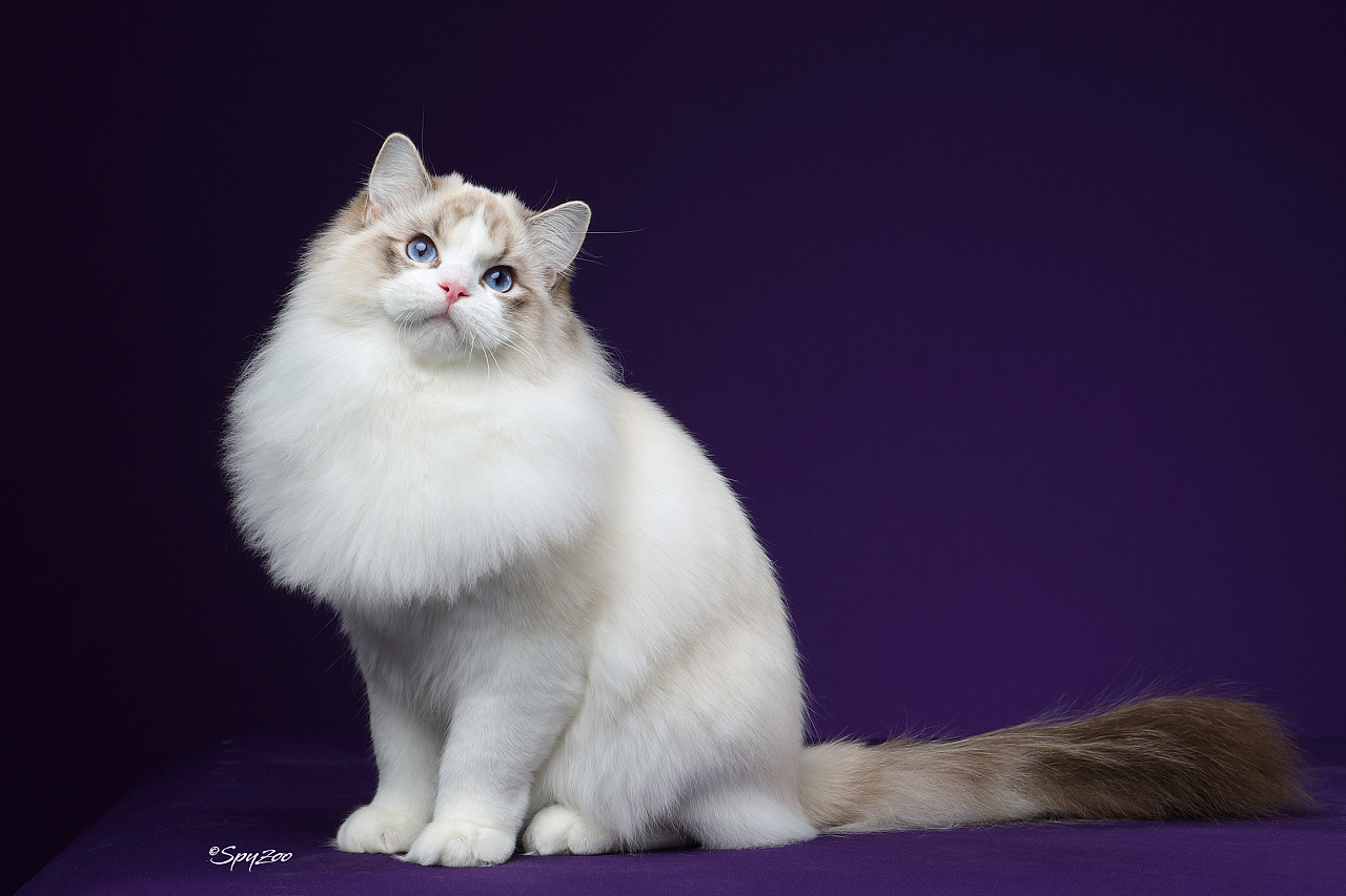 布偶猫|摄影|宠物摄影|spyzoo - 原创作品 - 站酷 (zcool)