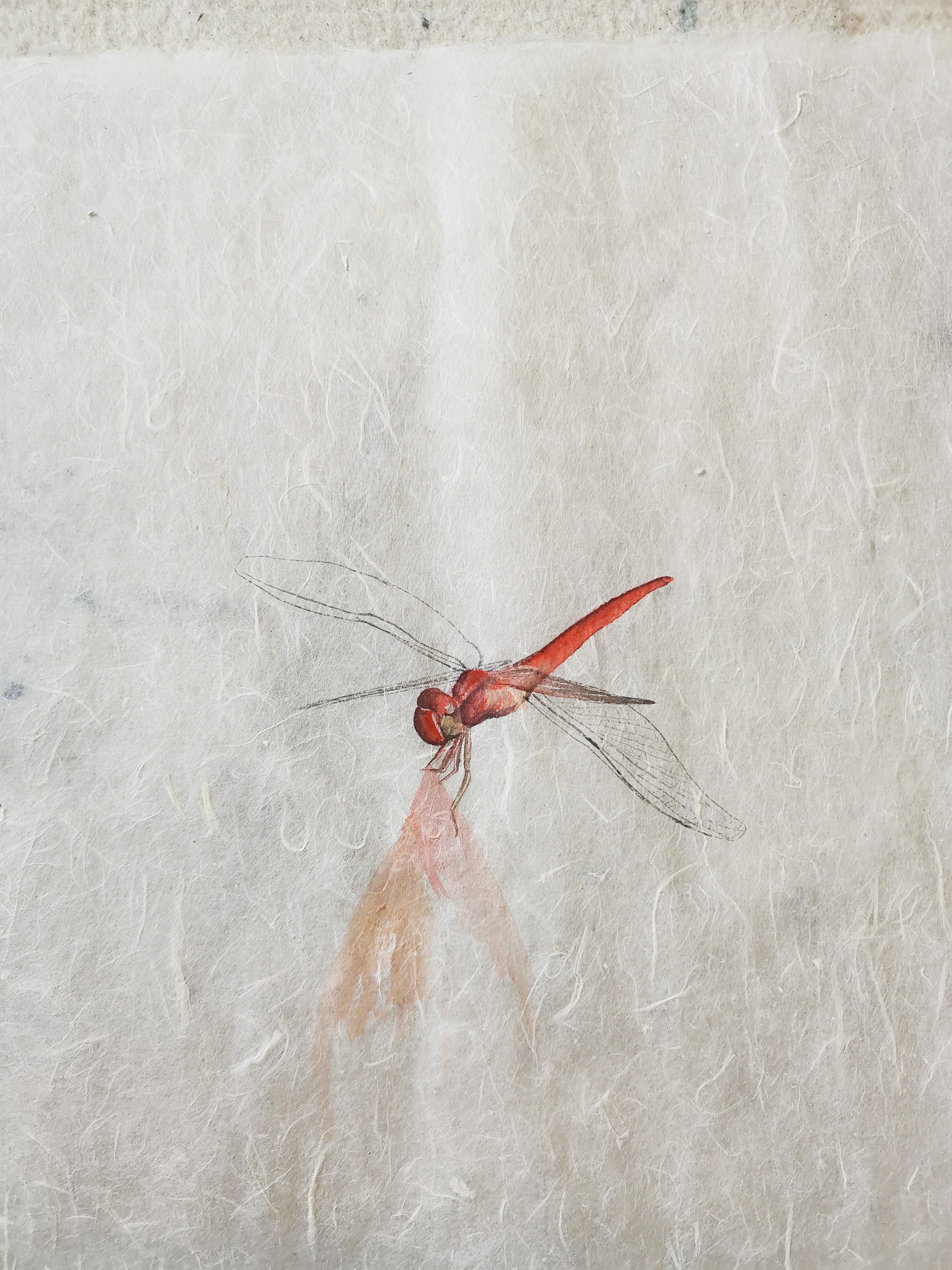水墨红蜻蜓