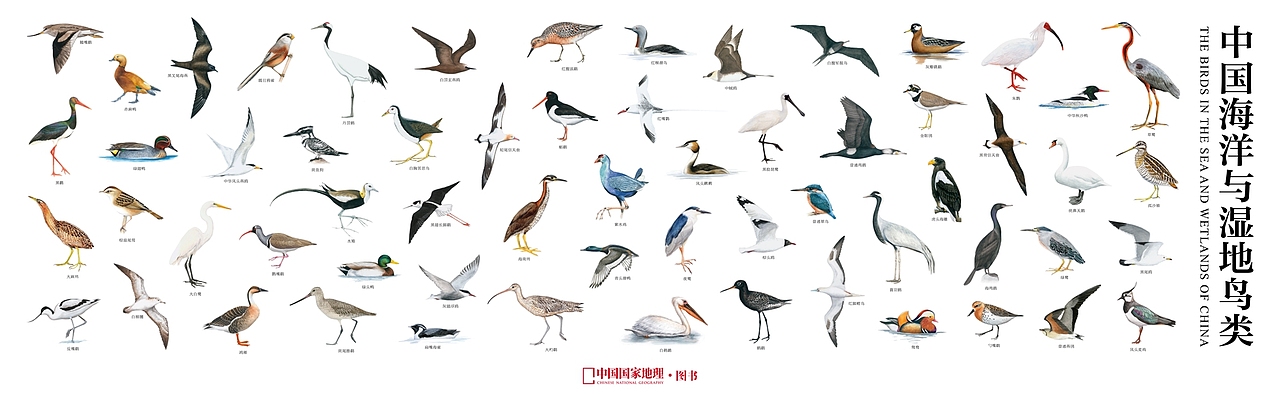 中国海洋与湿地鸟类（图ZMTI1NzU0NzA4） - 绘画 - 站酷设计师翁哲画动物原创素材 - 站酷ZCOOL
