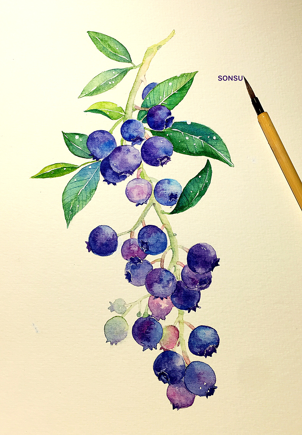 水彩练习 蓝莓（图ZODQxNTY3NDQ=） - 商业插画 - 站酷设计师SONSU松鼠原创素材 - 站酷ZCOOL