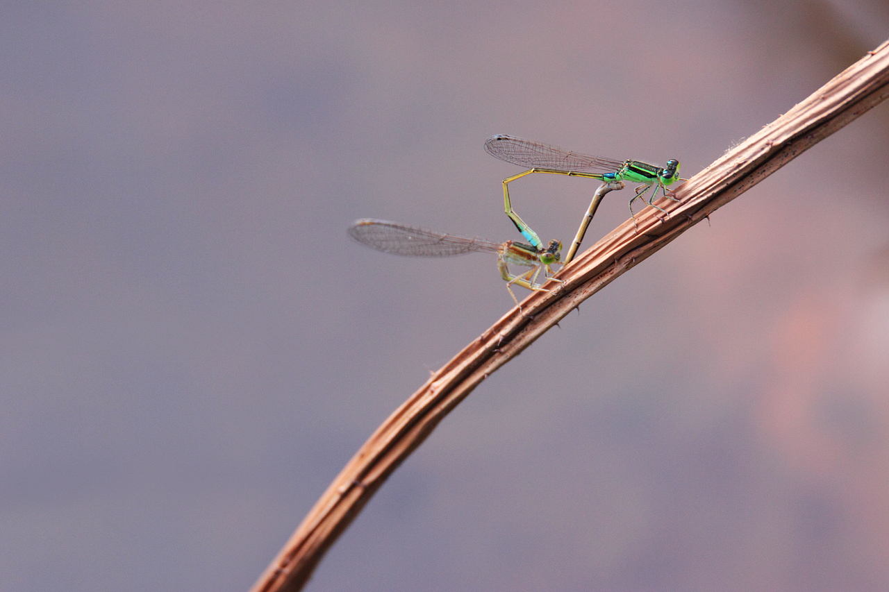 荷塘中的小精灵