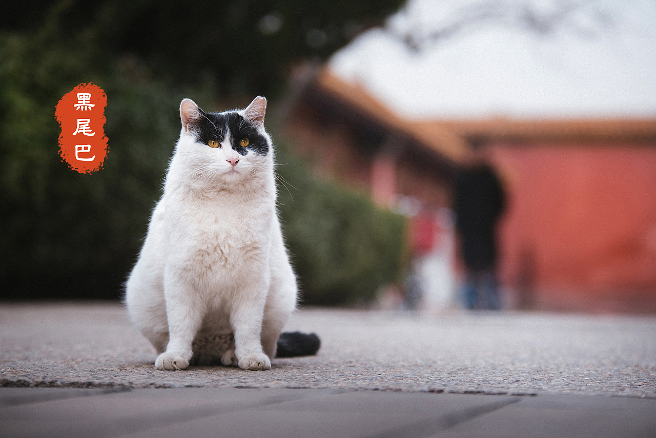 深耕三年故宫猫拍摄,盘点一下我拍过的四十七只御猫.