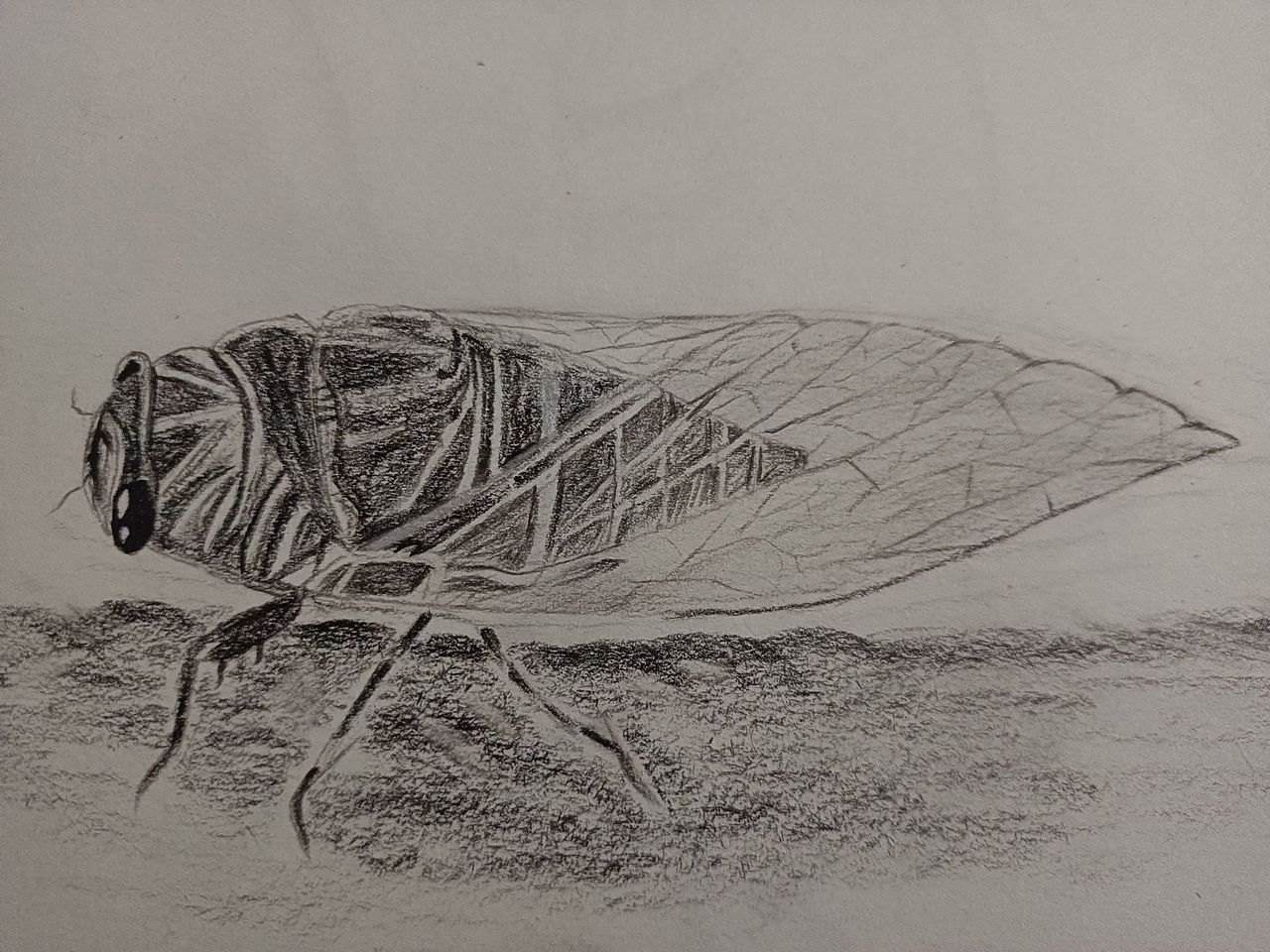 后院树上的知了