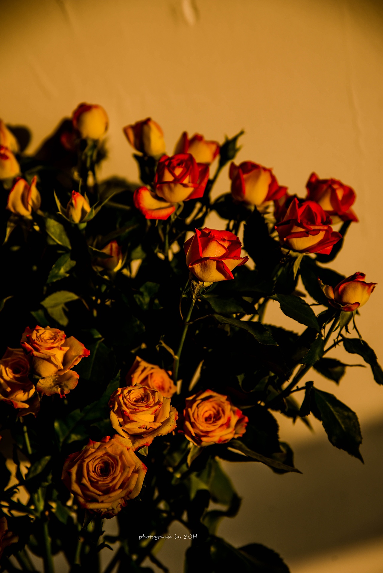 落日款多头玫瑰拍摄