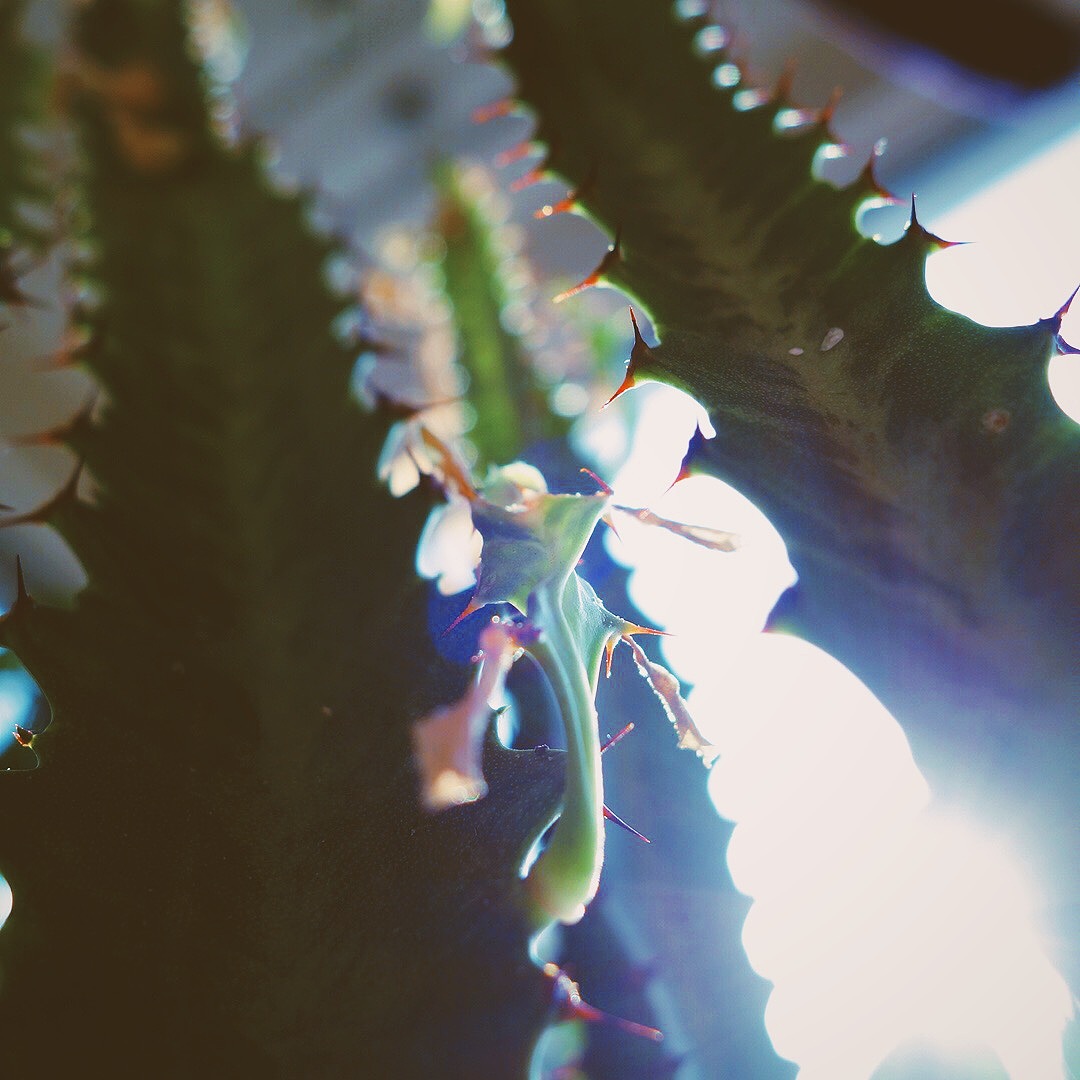 生活小角落-随拍（SONY-DSC-QX100）（图ZMjMzMjg5MTY=） - 其他摄影 - 站酷设计师gemini111126原创素材 - 站酷ZCOOL