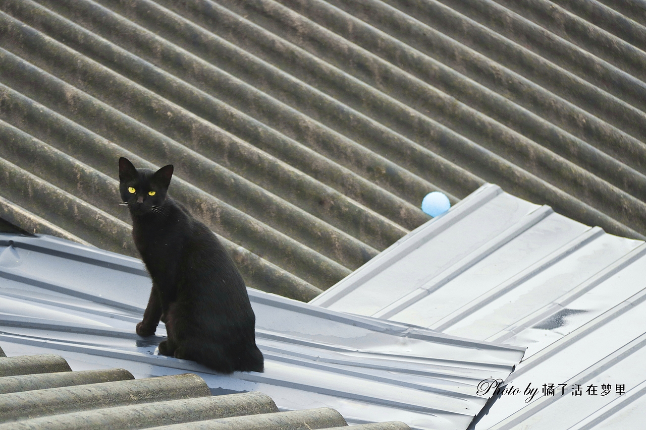 “日午貓晴一線時(shí)，紅嫣紫媚正猖披?！保▓DZMTc2MTA3NjA4） - 寵物攝影 - 站酷設(shè)計(jì)師橘子活在夢里原創(chuàng)素材 - 站酷ZCOOL