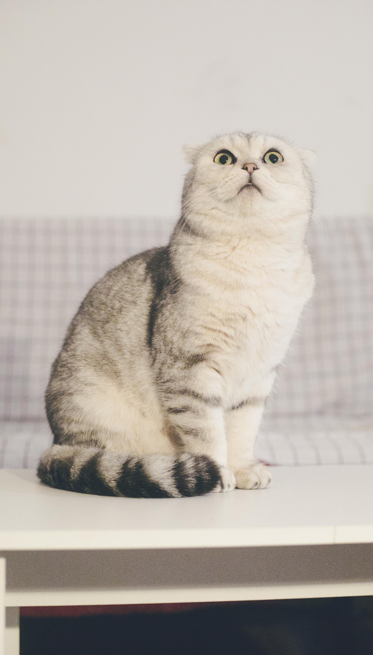 我没有陪着你，但是你让我温暖（图ZMTg4NDE1Njk2） - 宠物摄影 - 站酷设计师懒惰的胡奇奇原创素材 - 站酷ZCOOL