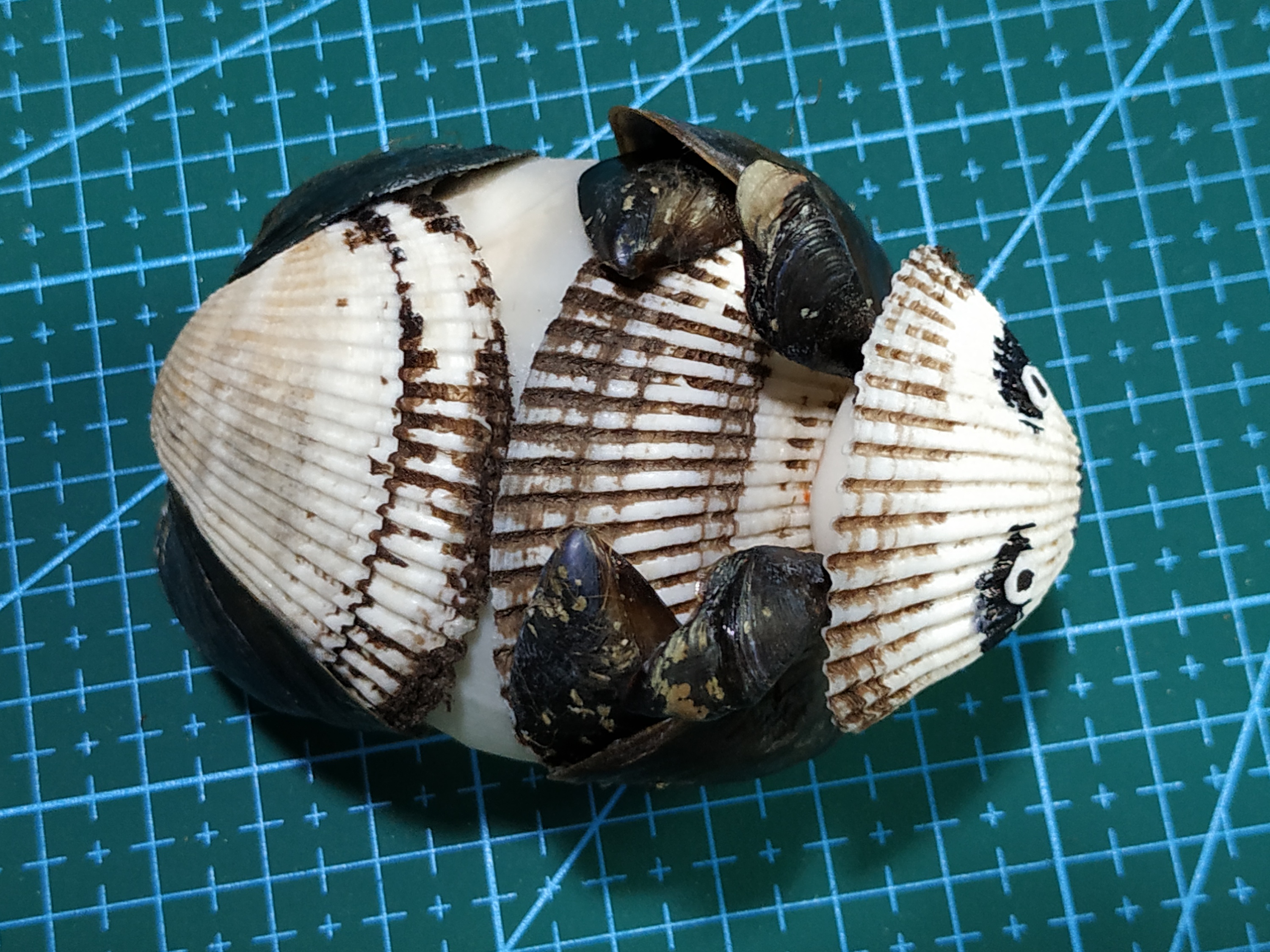 贝壳做的国宝野生大熊猫