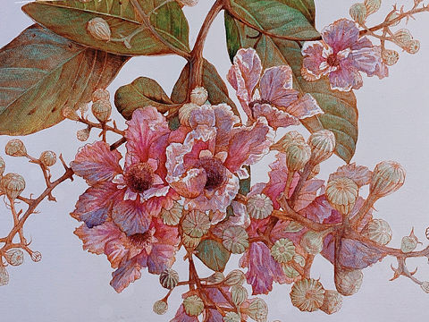 蘸水笔针管笔｜大花紫薇