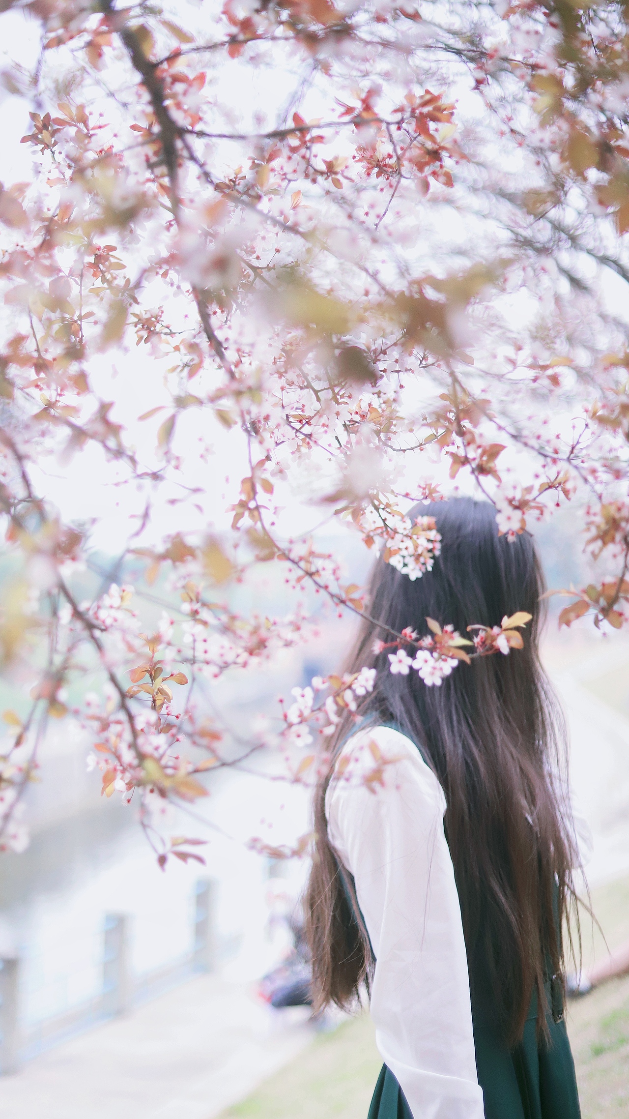 花枝春满，山河无恙，人间皆安（图ZMjAzODE4NTQw） - 风光摄影 - 站酷设计师吴所畏_原创素材 - 站酷ZCOOL