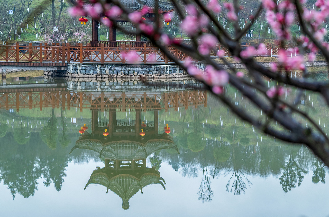 2019年1月30日,重庆市南川区生态大观园梅花园里的梅花娇艳绽放. br>