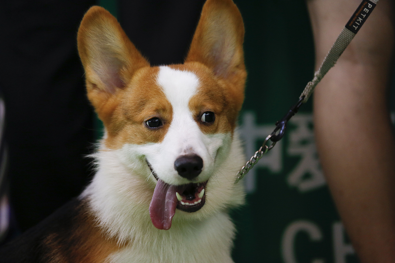 2019年5月广州琶洲华南宠物用品展