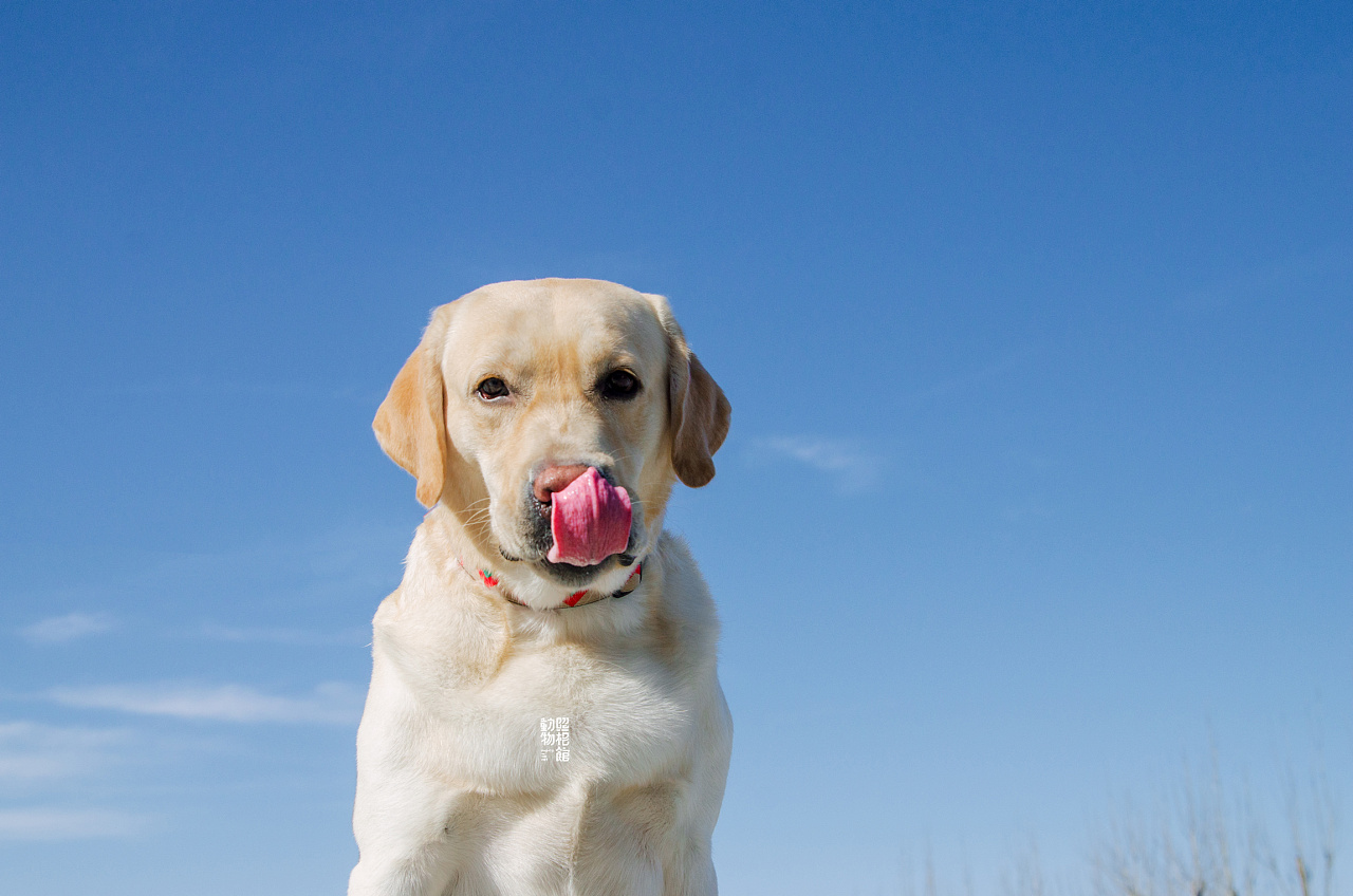 【动物照相馆】欧迪外景