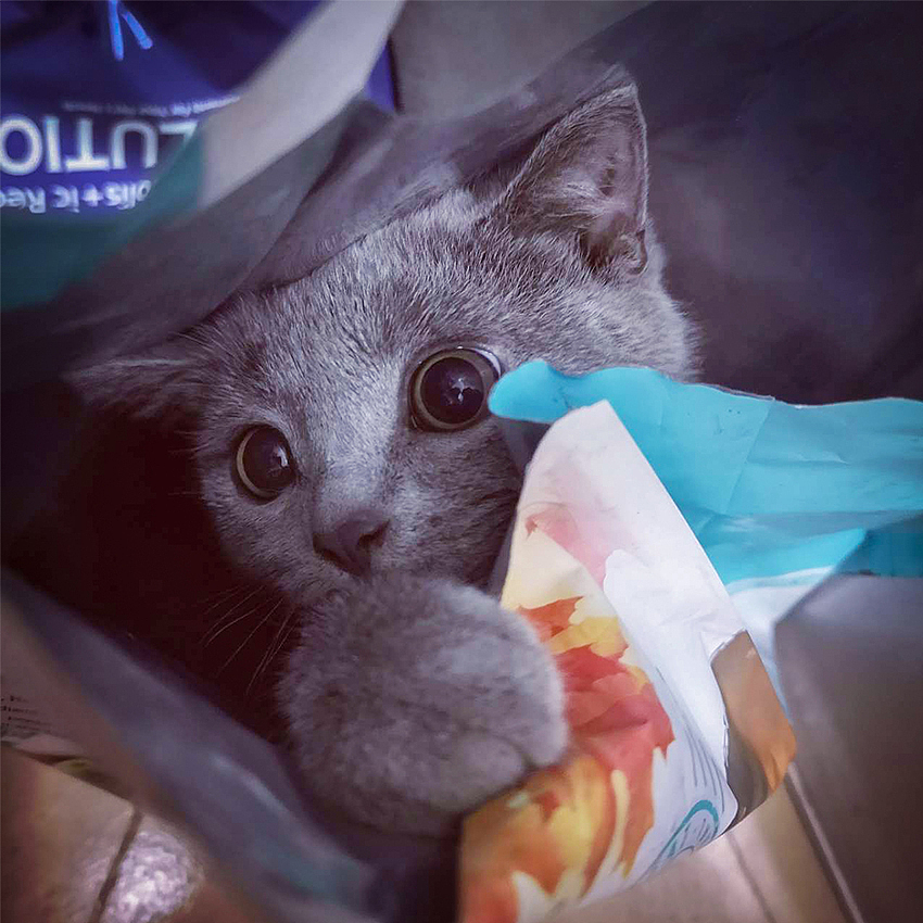 小猫咪快来玩鸭（图ZMjEwNDgyODk2） - 人文/纪实摄影 - 站酷设计师银河落九天原创素材 - 站酷ZCOOL