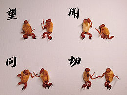 非遗诠释非遗之毛猴-中医