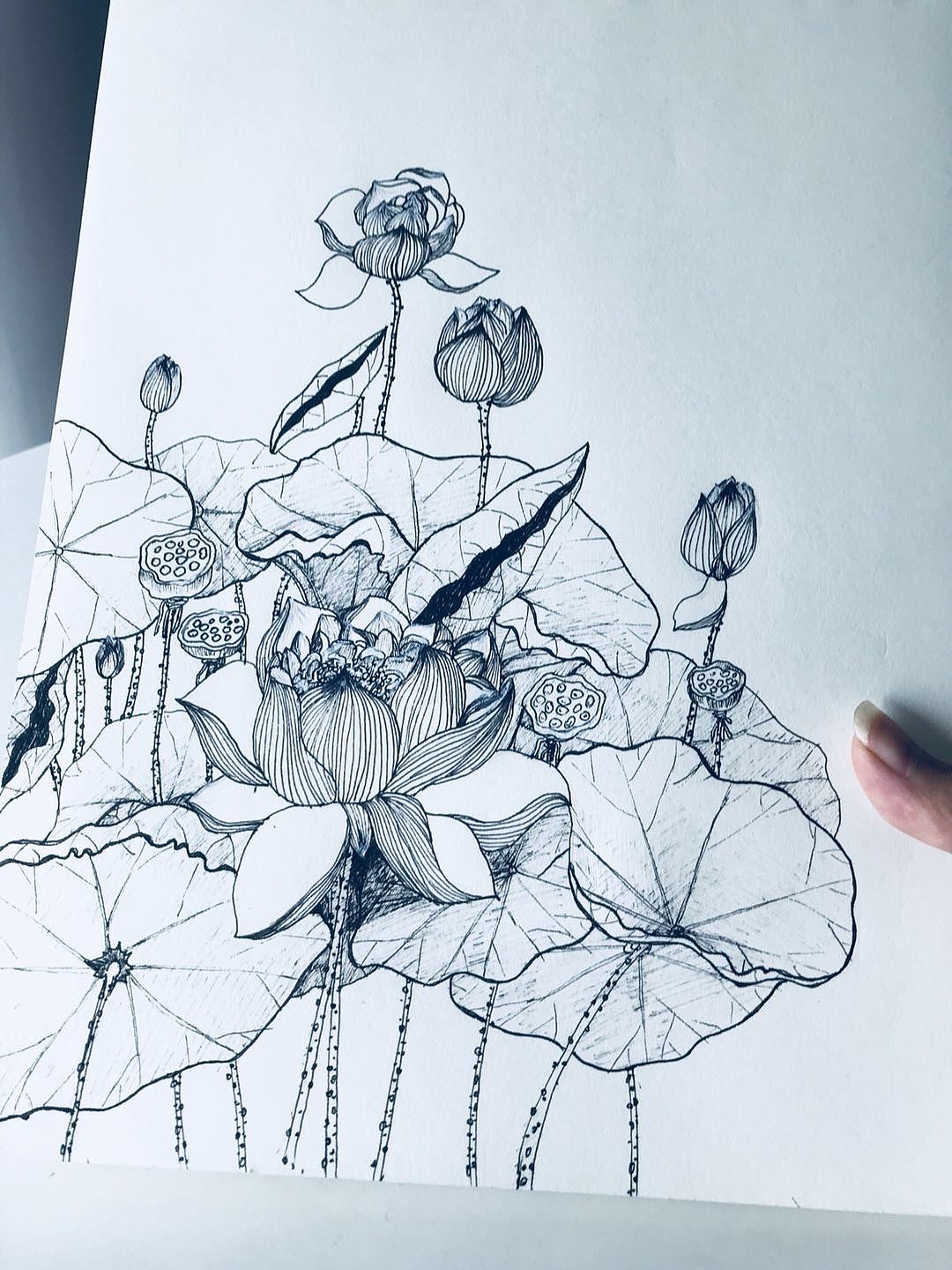 也是一种绘画技巧白桦林原创作品插画创作习作荷花植物速写白桦林