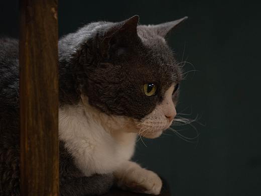 这种卷毛猫学名叫什么？