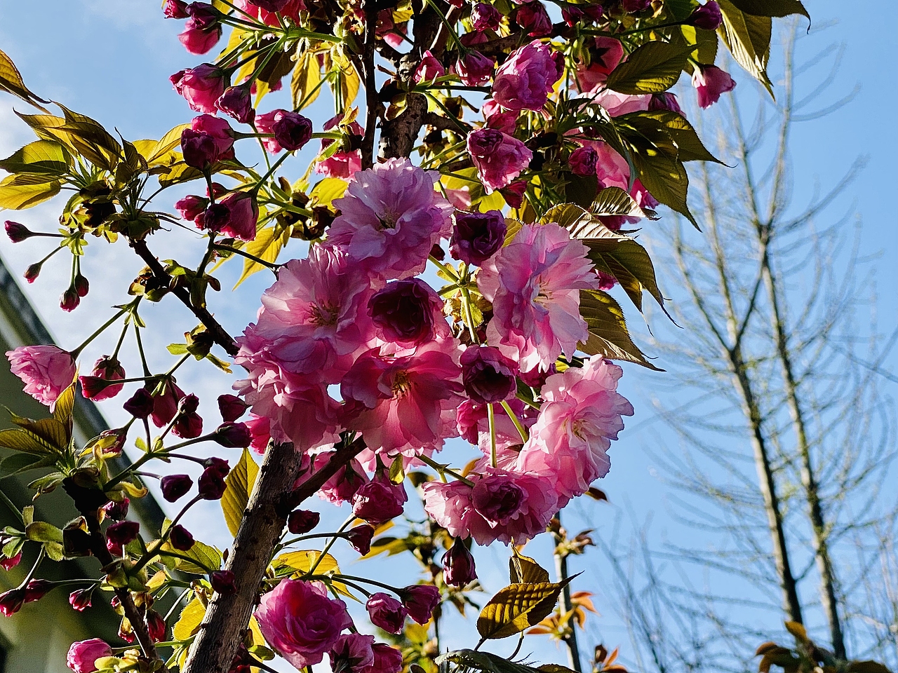 那些年…看过的花花儿^_^（图ZMzM1NDI3NDIw） - 其他摄影 - 站酷设计师wdder原创素材 - 站酷ZCOOL