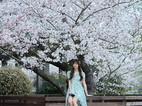 樱花写真