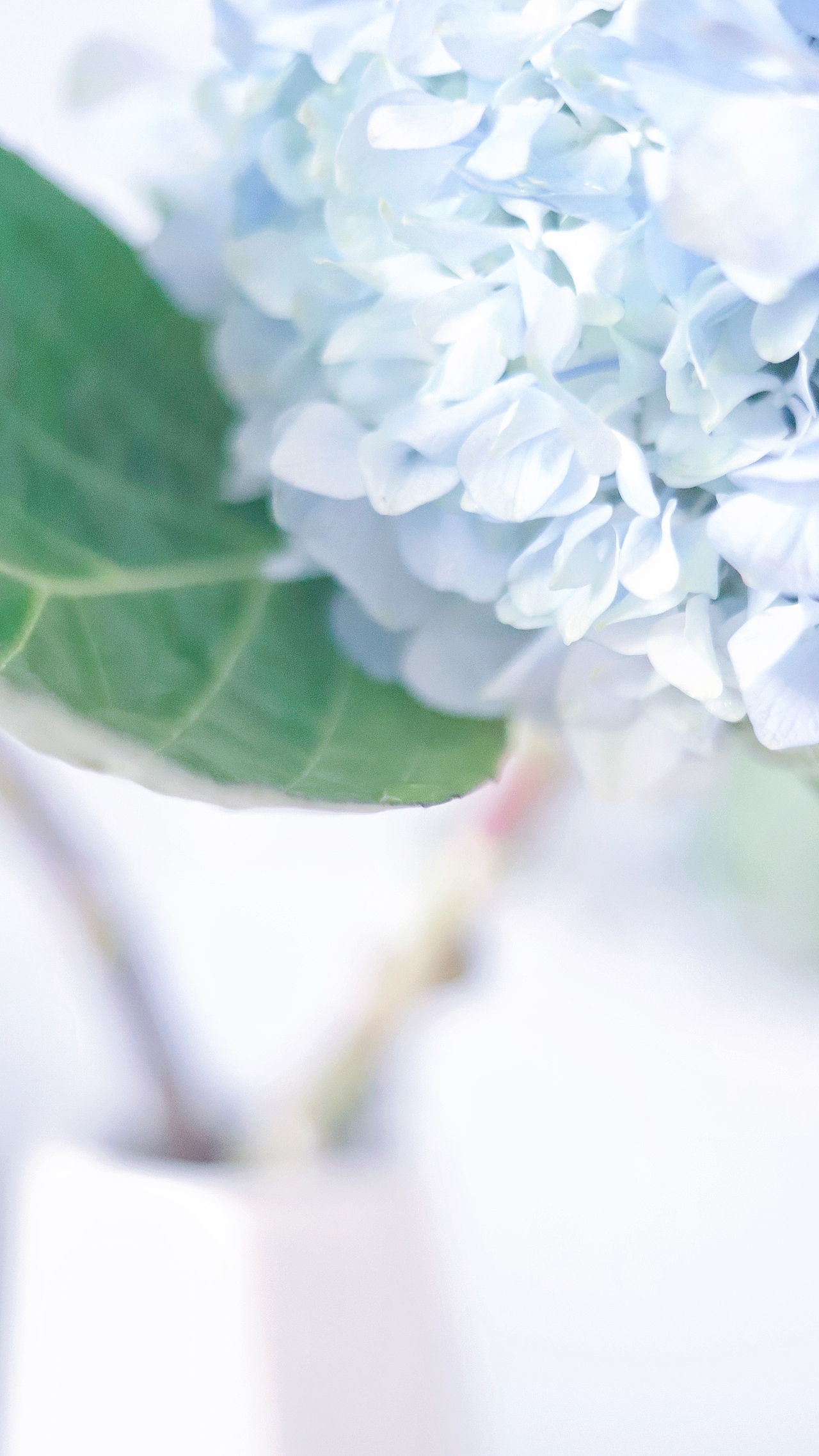 #一周花事#生活山高水阔，我们各自坚守（图ZMjAzODE4NzU2） - 产品摄影 - 站酷设计师吴所畏_原创素材 - 站酷ZCOOL