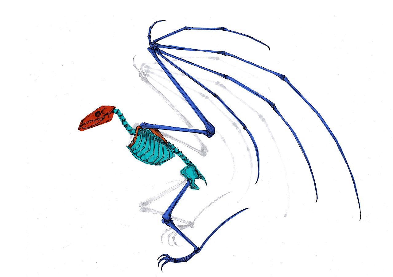 分享一下 动物结构