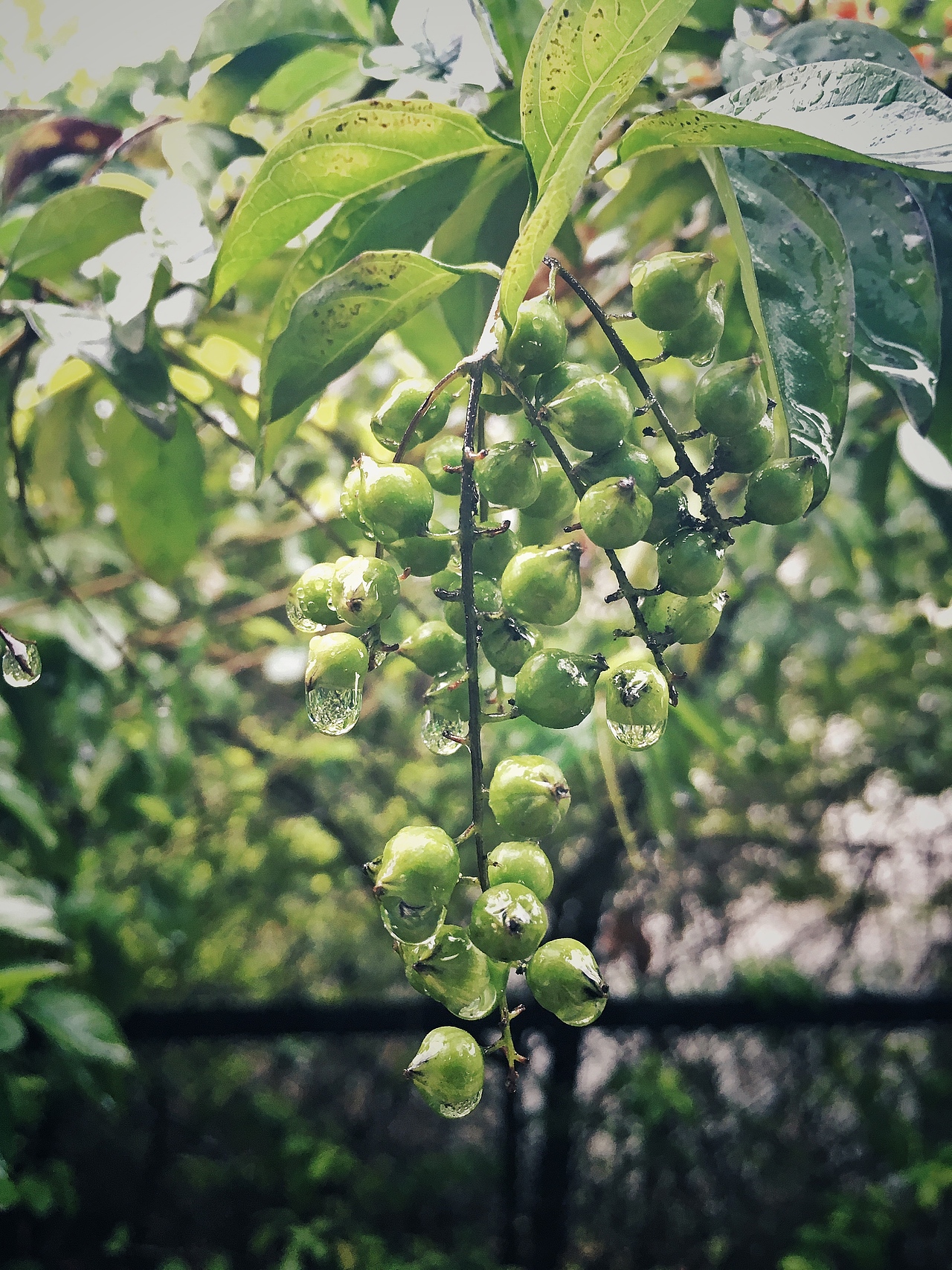 #手机拍摄#雨天过后