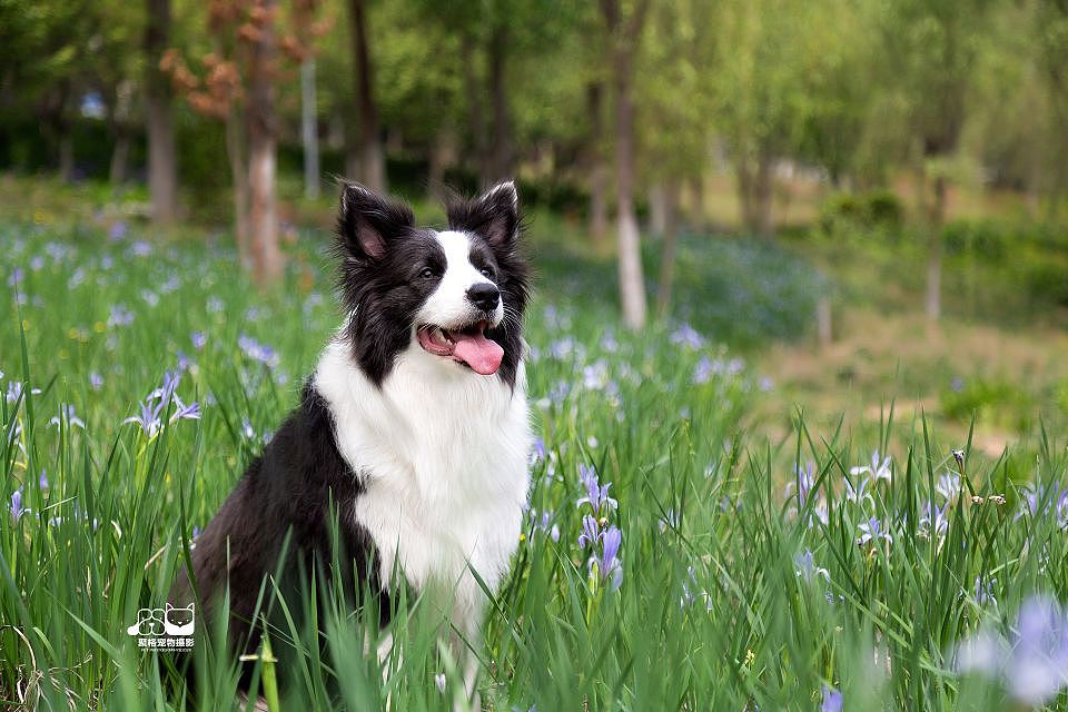边牧妈妈和她的宝宝们