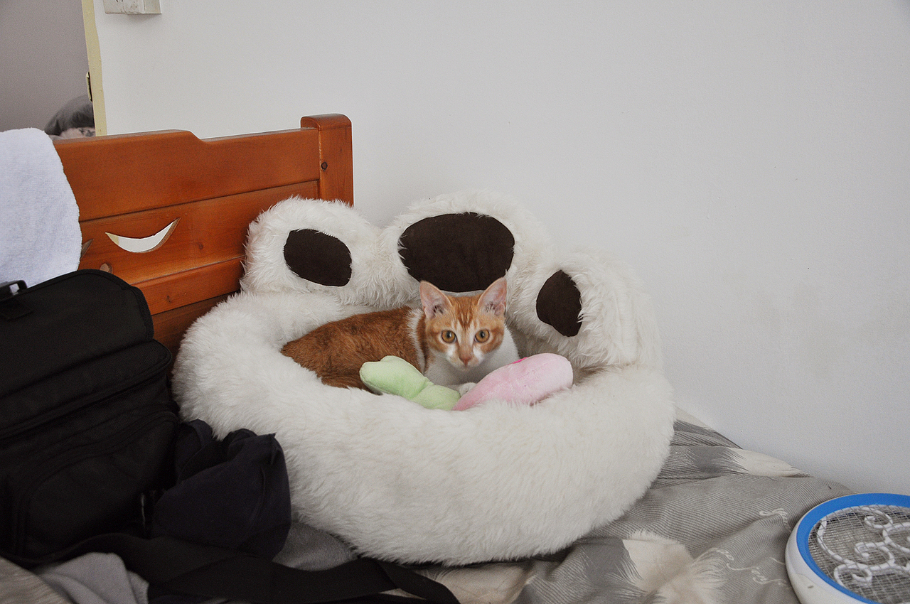 我家喵小奇。O(∩_∩)O哈哈~