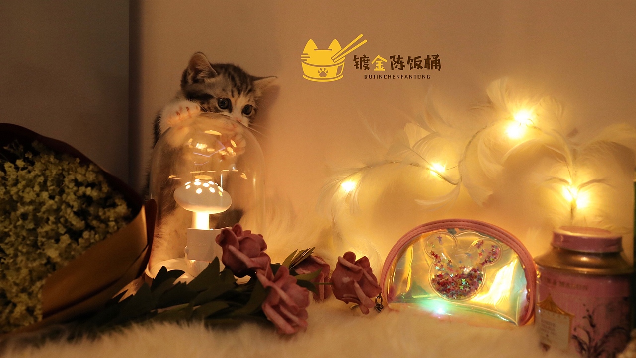 萌掉糖的妹妹（图ZMTY2MTE1OTU2） - 宠物摄影 - 站酷设计师镀金陈饭桶的猫原创素材 - 站酷ZCOOL