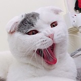 龙龙龙大只的头像