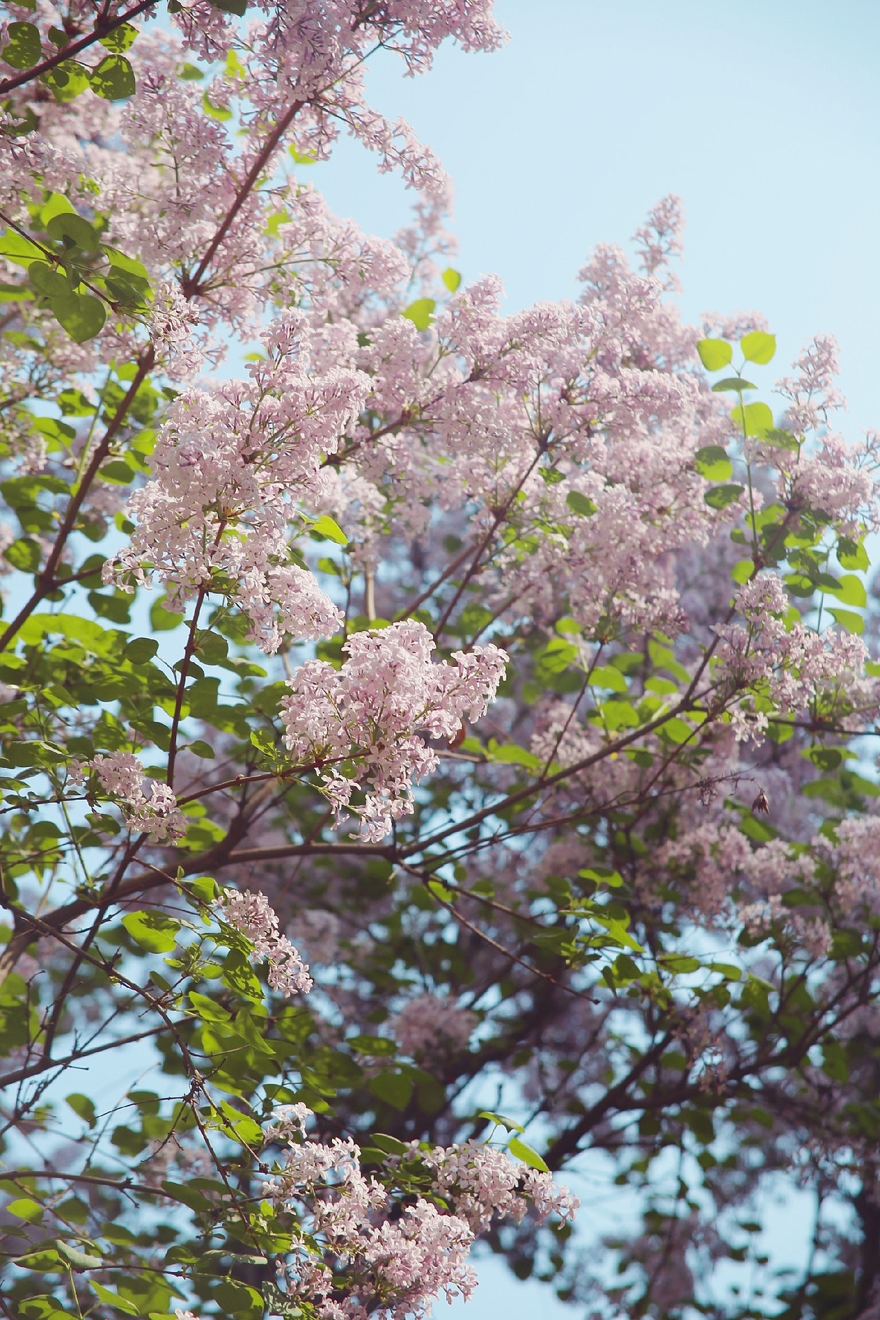 花，开在阳光下的花。（图ZMjA3MDM3NTU2） - 风光摄影 - 站酷设计师LULU淼原创素材 - 站酷ZCOOL