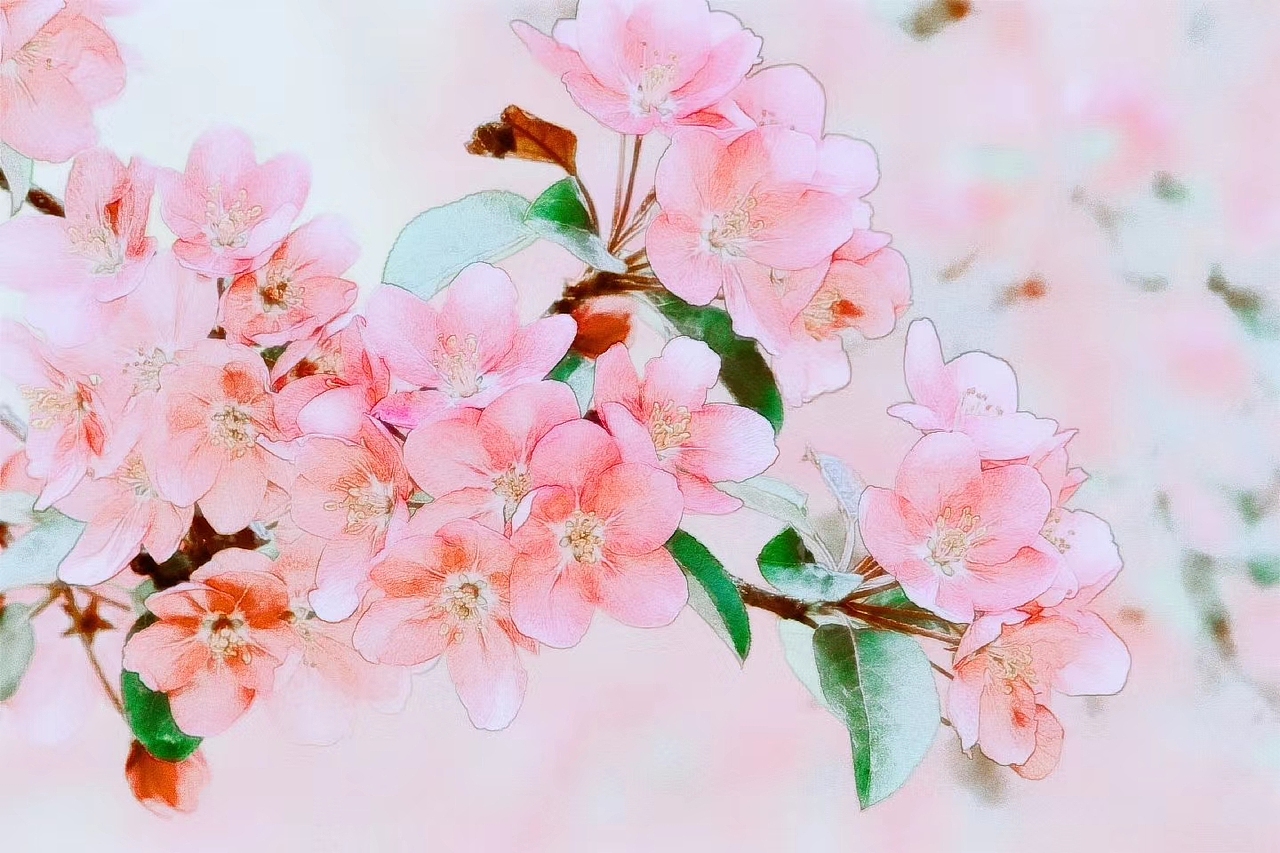 中国风一一海棠花