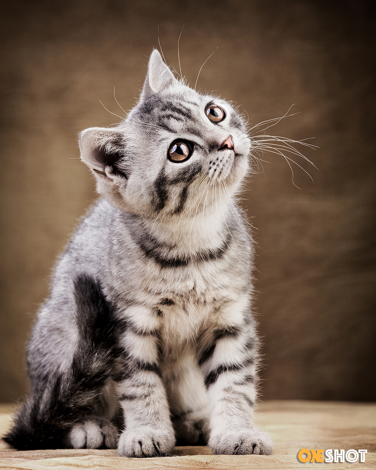 一些宠物棚拍肖像