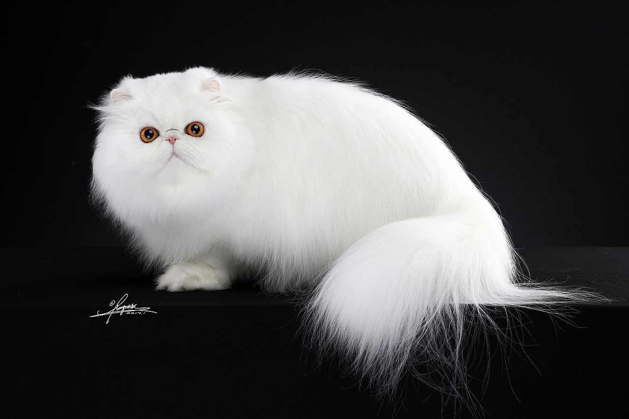 异国长毛猫AMYWORKS,拍摄于浙江义乌