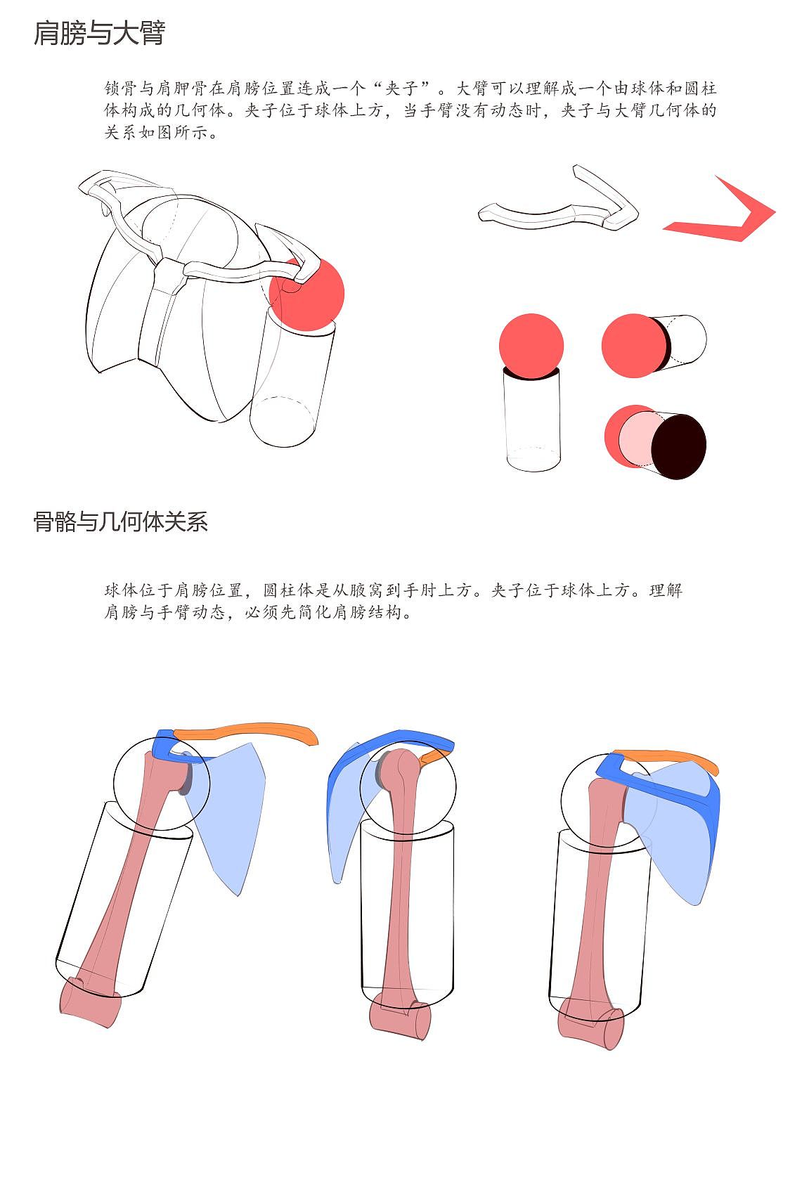 保姆级别手臂绘画教程~