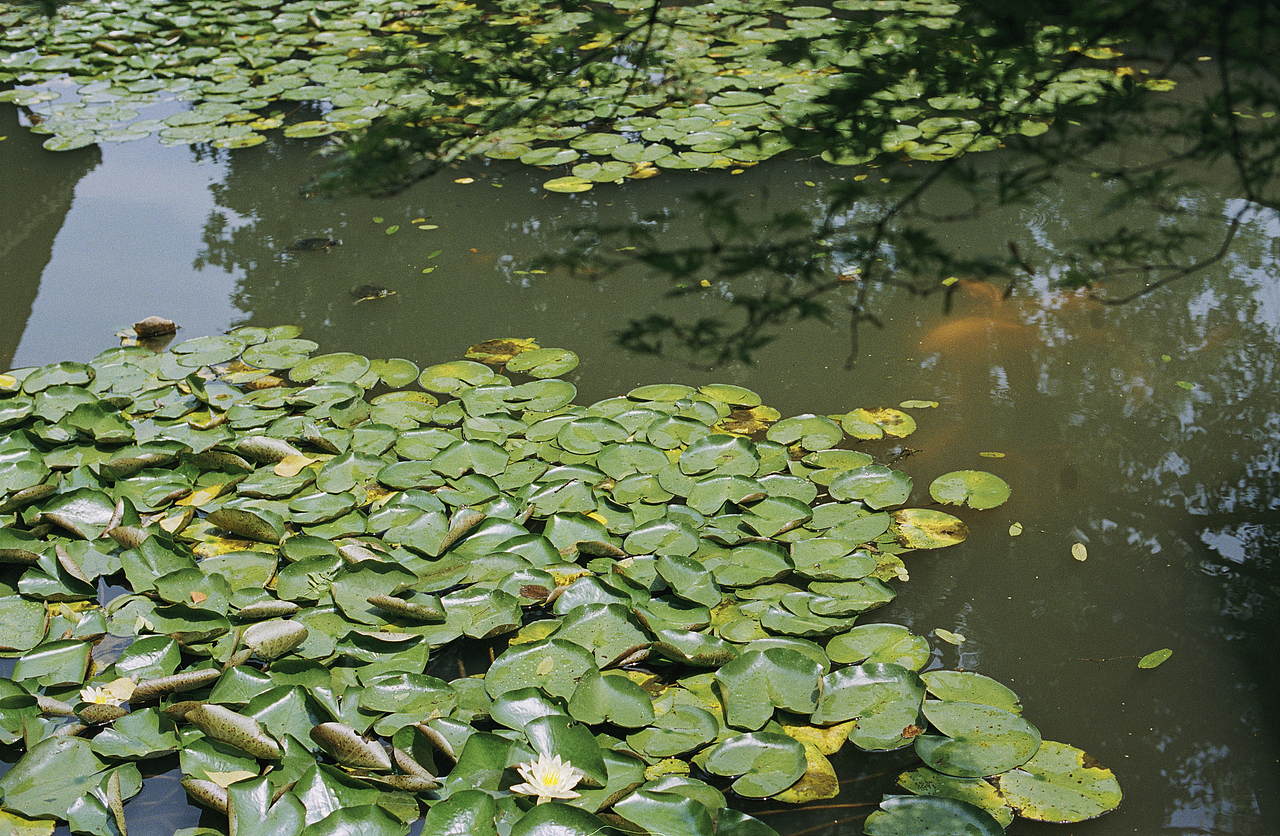 草木黄（图ZMTM1NjEwOTE2） - 人像摄影 - 站酷设计师三火Yvan原创素材 - 站酷ZCOOL