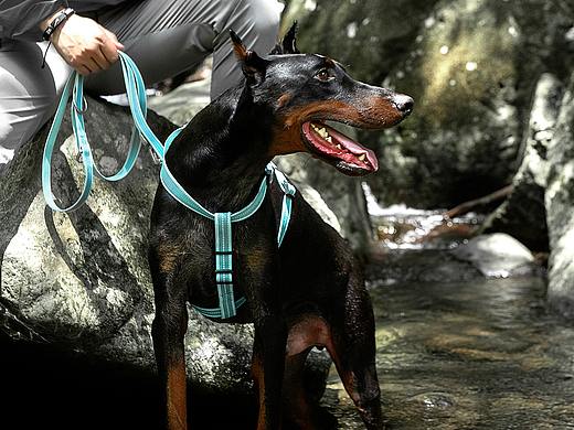 珀珀宠影之宠物用品/宠物产品摄影/一组牵引绳系列拍摄