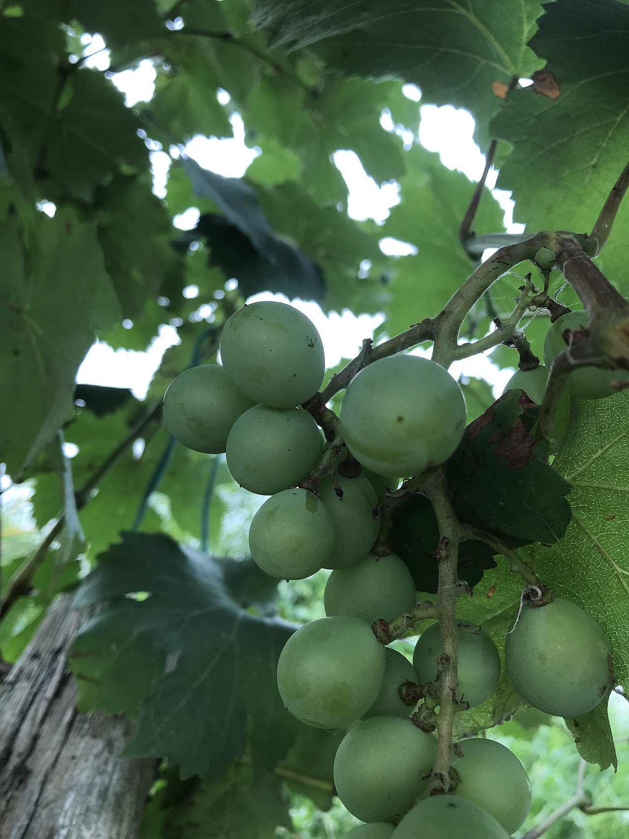 田园小景（图ZMTY3NjQwNDQw） - 产品摄影 - 站酷设计师游走的呆原创素材 - 站酷ZCOOL