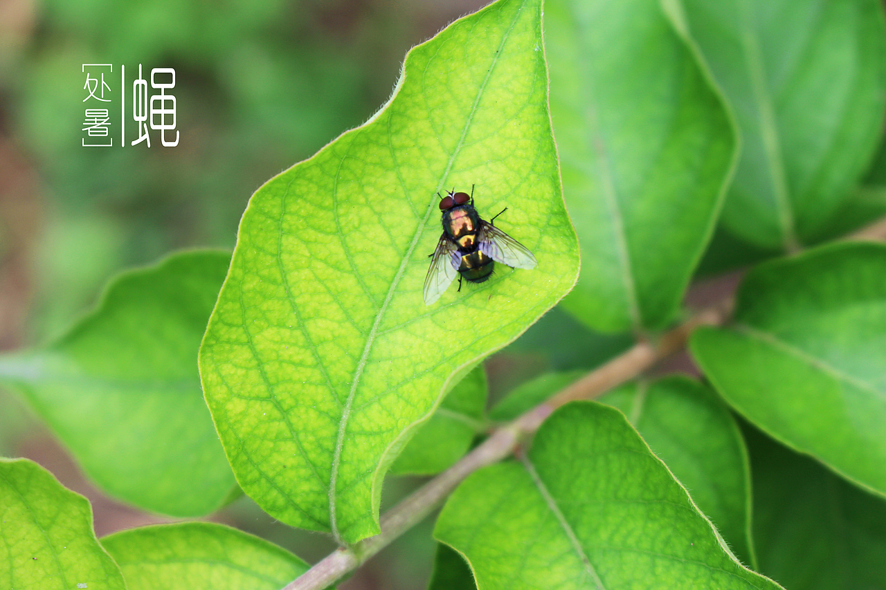 绿豆蝇,不要想象它在屎上的样子